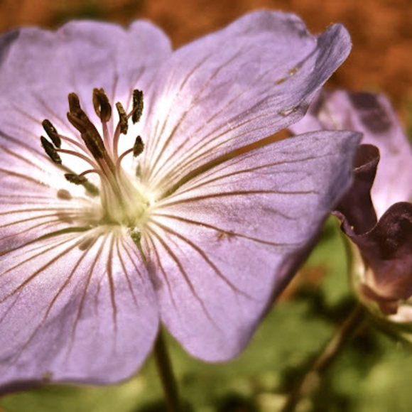 Meet your Posher, Savannah - Picture 1 of 1